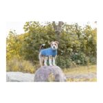 Jersey para perro modelo Norwood azul claro - Imagen 4