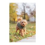 Jersey para perro modelo Norwood verde oliva - Imagen 3