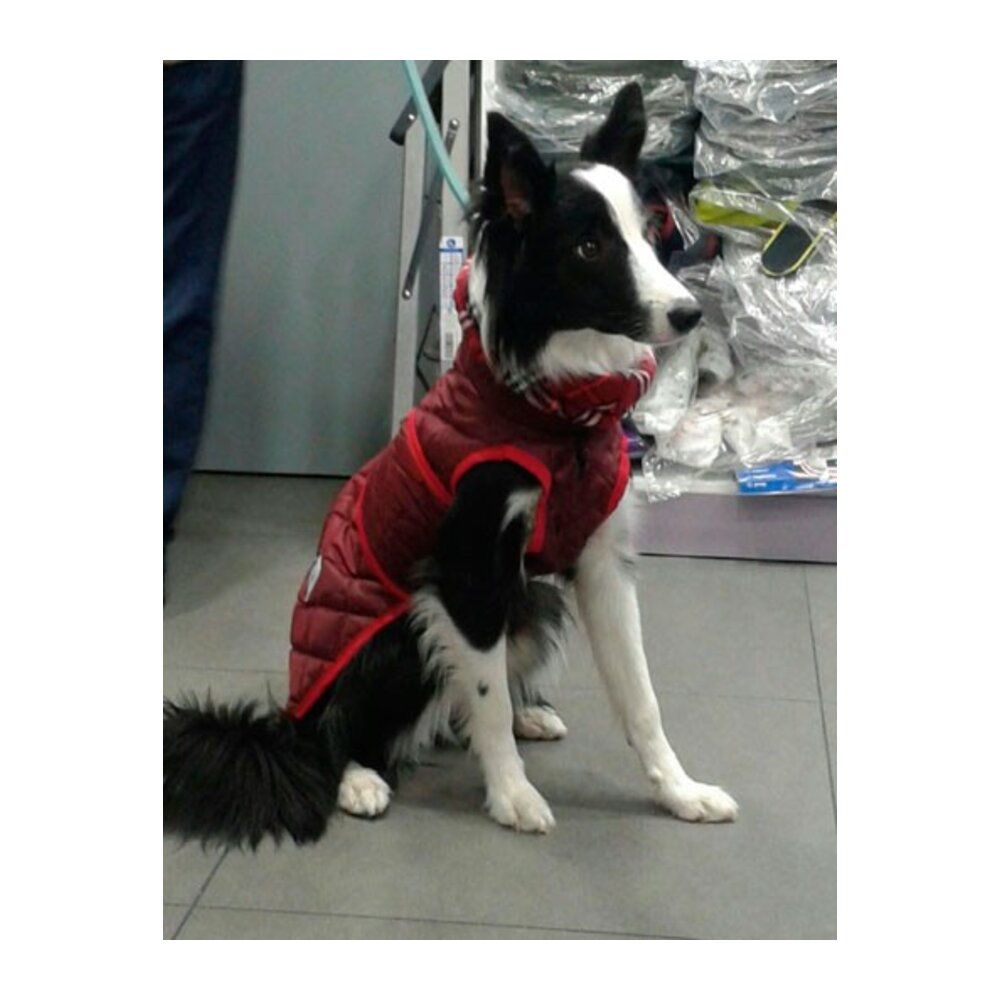 Abrigo acolchado para perros con cuello alto color Granate