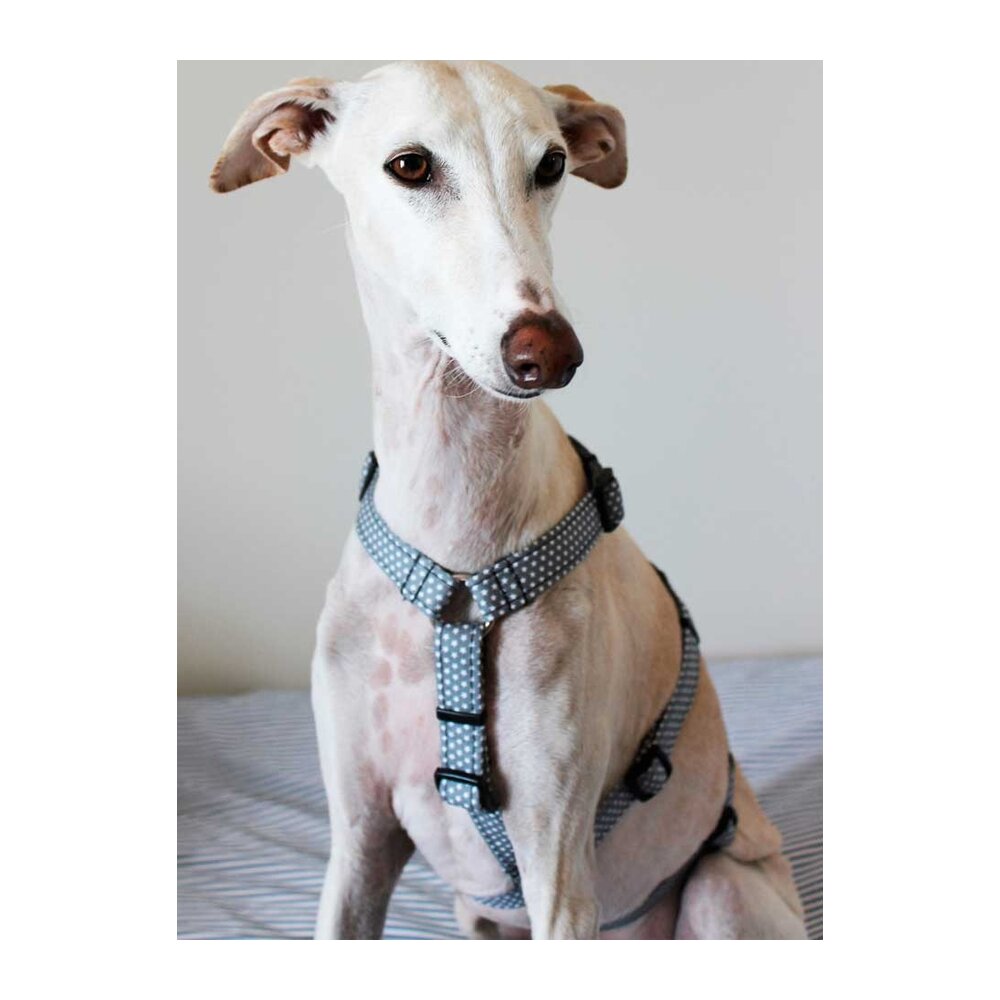 Arnés antiescape especial para galgos modelo gris con estrellas