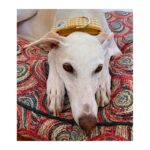 Collar galgo en tela loneta modelo cuadros mostaza - Imagen 2