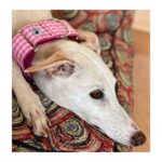 Collar galgo en tela loneta modelo cuadros rosa - Imagen 2