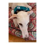 Collar galgo en tela loneta modelo geometría verde - Imagen 2