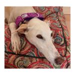 Collar galgo en tela loneta modelo geometría morado - Imagen 2