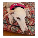 Collar galgo en tela loneta modelo geometría fucsia - Imagen 2