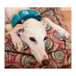Collar galgo en tela loneta modelo verde turquesa - Imagen 2