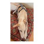 Arnés antiescape especial para galgos cuadros azul marino