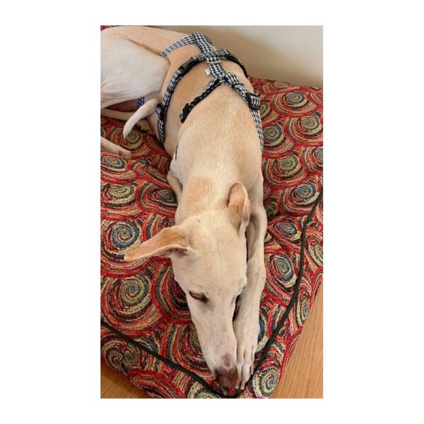 Arnés antiescape especial para galgos cuadros azul marino