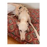 Arnés antiescape especial para galgos cuadros mostaza