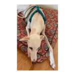 Arnés antiescape especial para galgos geometría verde