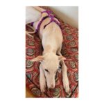 Arnés antiescape especial para galgos geometría morado