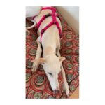Arnés antiescape especial para galgos geometría fucsia