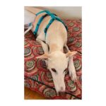 Arnés antiescape especial para galgos verde turquesa